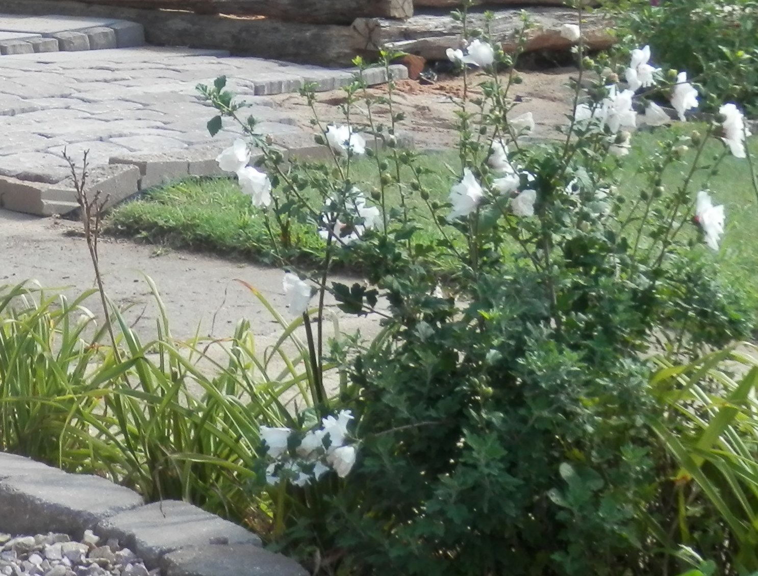 white rose of sharon full of blooms