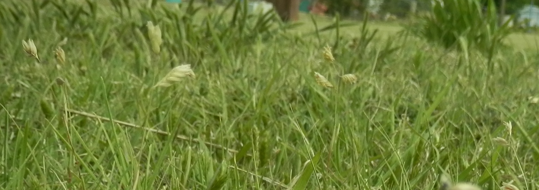 buffalo grass