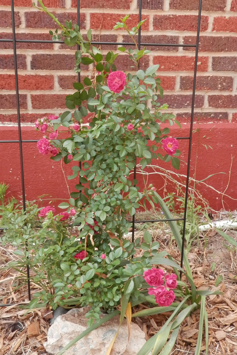 good time charley rose on a trellis