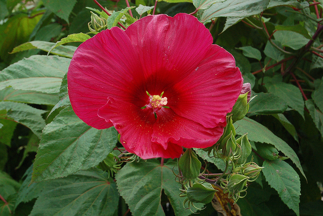hardy hibiscus big red flower
