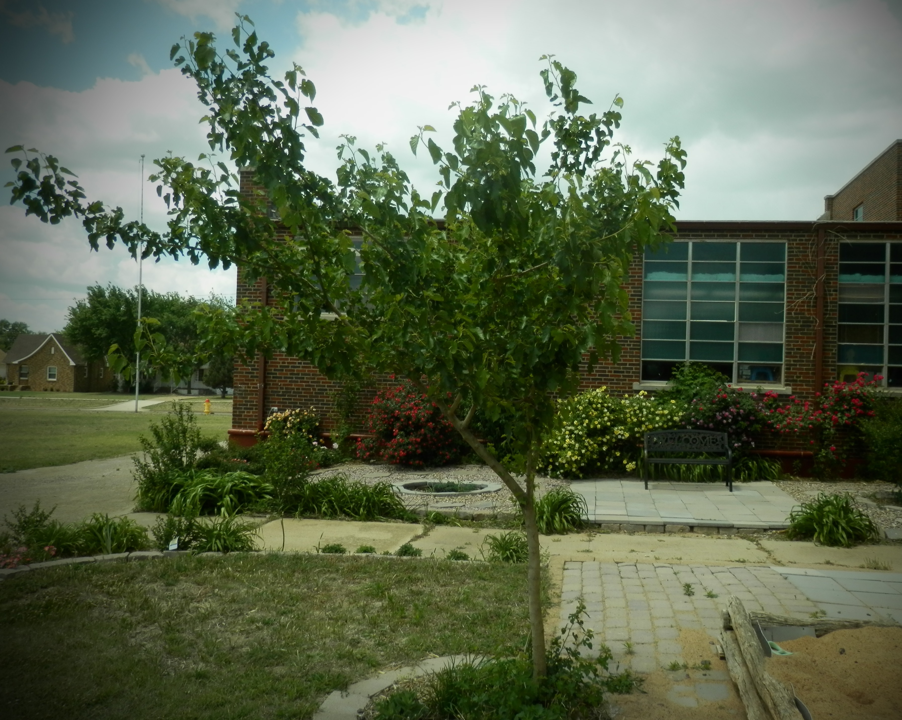 mulberry in the garden