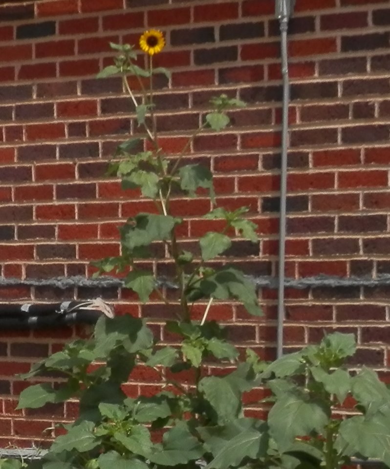 tall sunflower