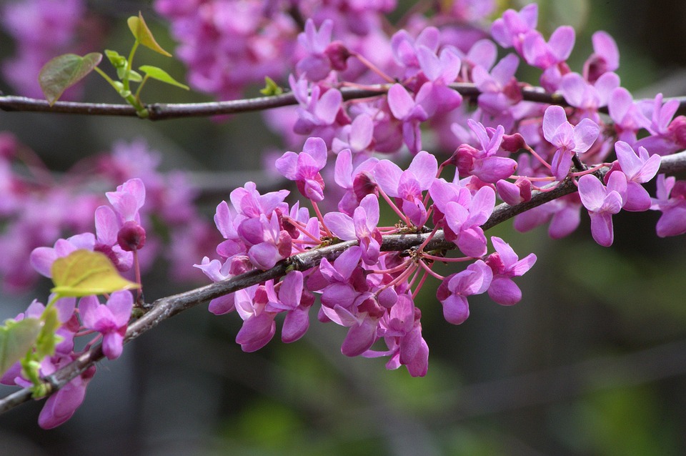 close up redbud flowers