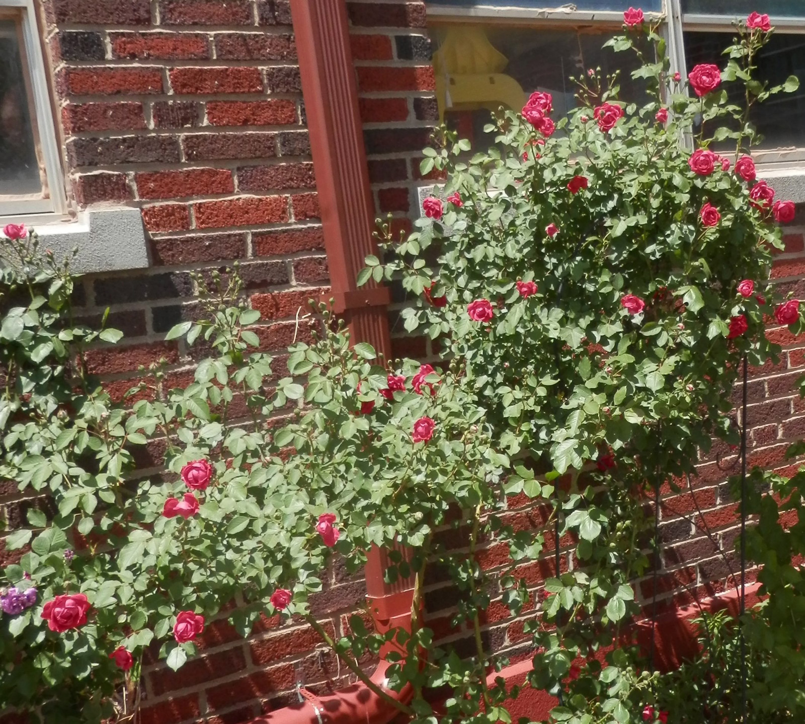 red rose growing in front of a brick wall