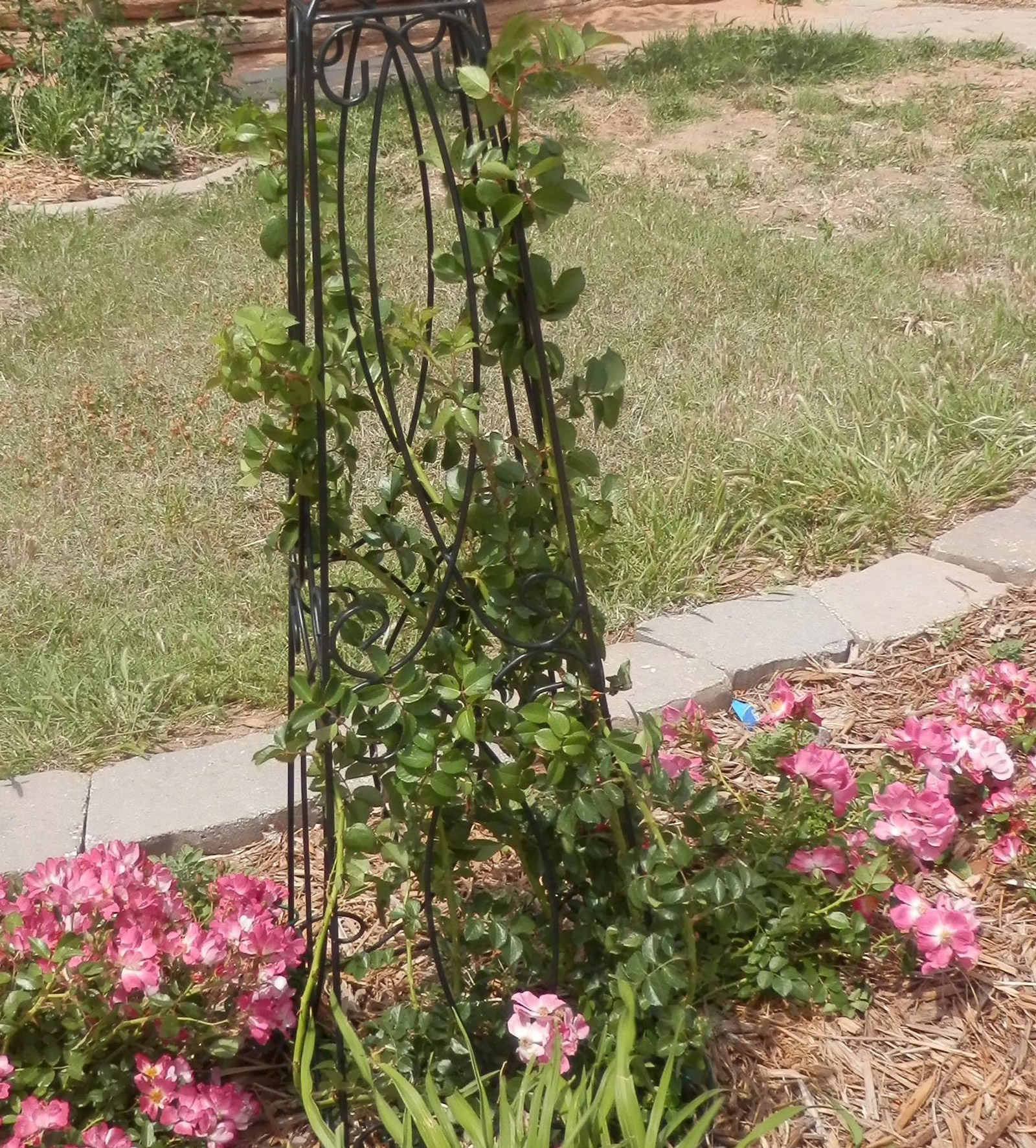 rose climbing on trellis