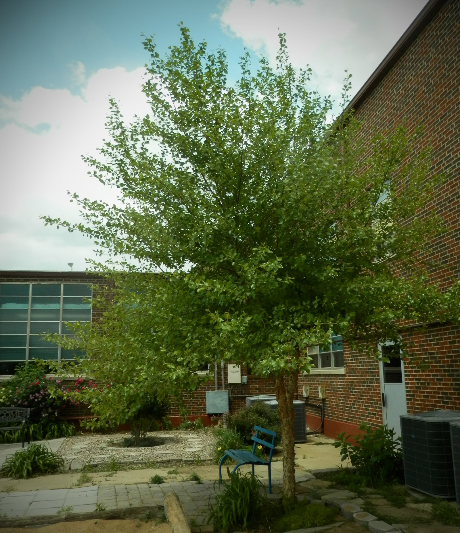 young birch tree