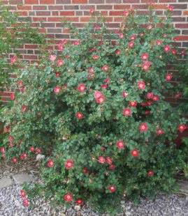 shrub rose