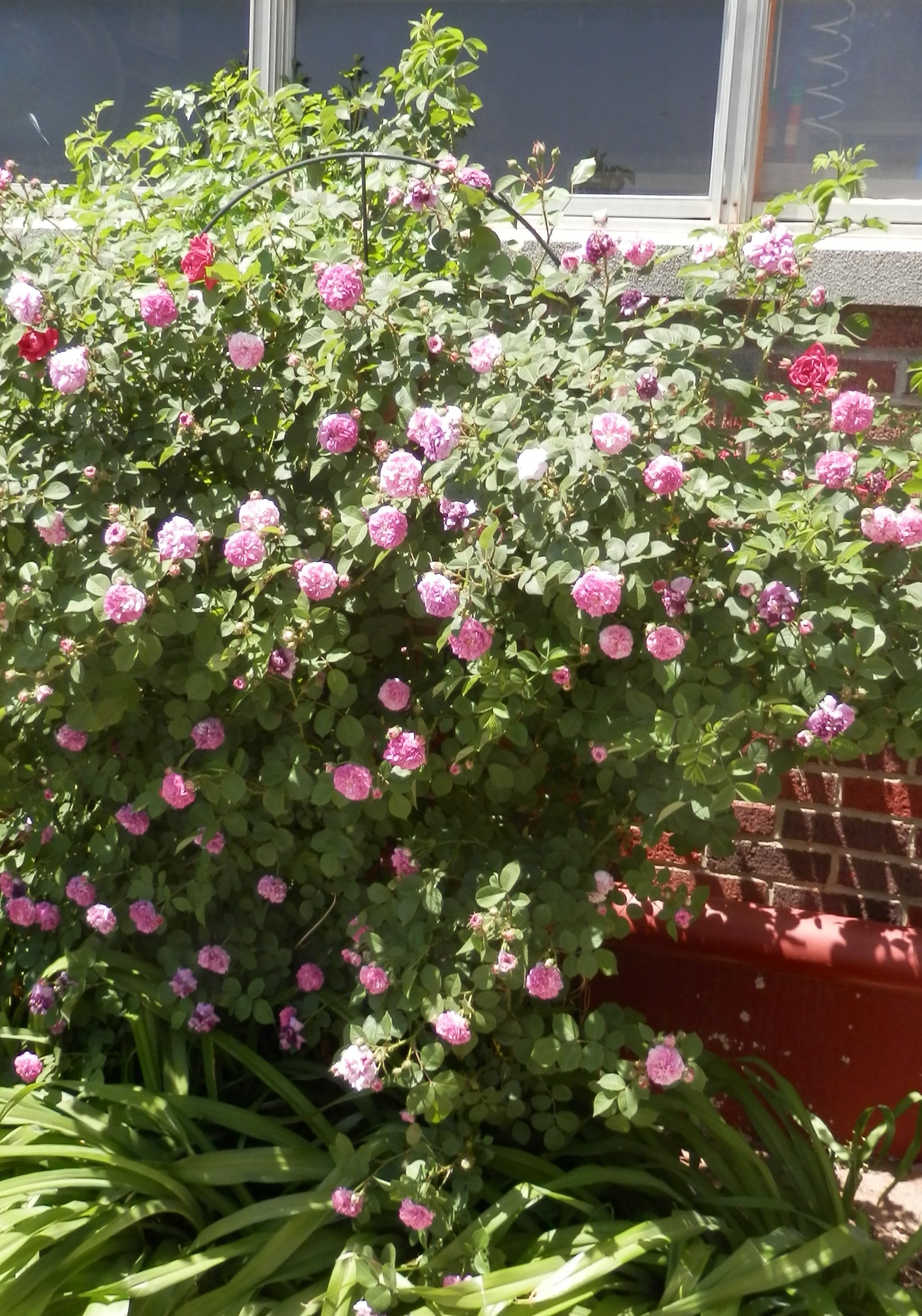 big shrub rose with loads of blooms